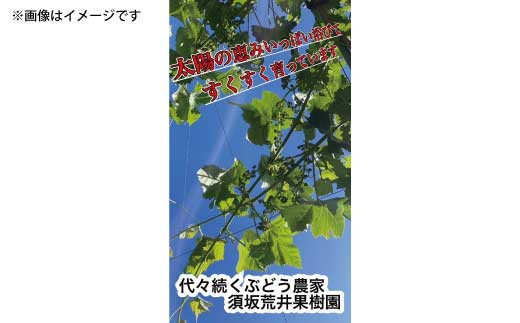 [No.5657-3761]信州須坂産 冷蔵高級シャインマスカット 約1.5kg（約3～4房）《須坂荒井果樹園》■2023年発送■※12月上旬頃～下旬頃まで順次発送予定