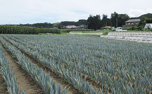 甘さが自慢の下仁田葱（Lサイズ 24本） とろける 甘い ねぎ ネギ 王様ねぎ 殿様ねぎ 特産 栄養たっぷり ブランド 上州ねぎ すきやき F21K-401