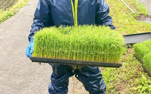 ＜令和6年産＞奥会津のきれいな水で大切に育てた　コシヒカリ精米「農家民宿米」5kg〈10月以降発送〉【1529973】