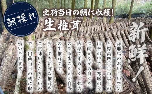 【期間限定】朝採れ 生椎茸 約300g (大小10個程度) 生しいたけ 生シイタケ 原木栽培 茸 きのこ 大分県産 九州産 中津市 国産