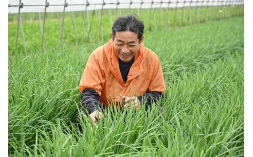 とちぎのニラ「ゆめみどり」500g (100g×5束) にら 栃木県産 肉厚 　※2024年1月～3月頃に順次発送予定