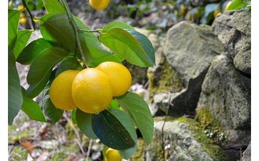 [和歌山県産](10kg)完熟レモン!皮までご使用いただける低農薬栽培!