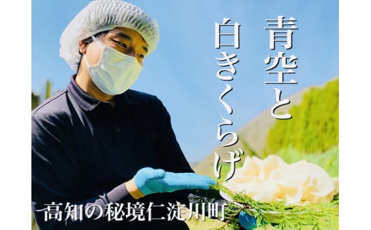 「生」白きくらげ ４００ｇ（高知県仁淀川町産）