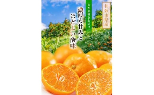 ご家庭用 完熟 有田みかん 約4kg【先行予約  2024年11月下旬～12月中旬発送 】【訳あり】【MS3-2】