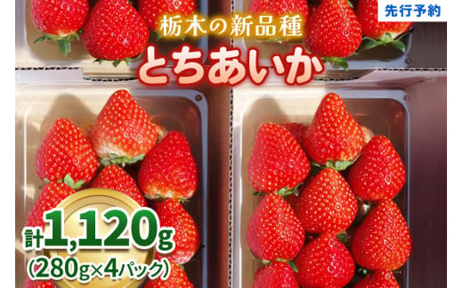 幸せを呼ぶハート型 栃木の新品種《とちあいか》280g×4P《12月より順次出荷》｜いちご 苺 イチゴ フルーツ 果物 産地直送 [0564]