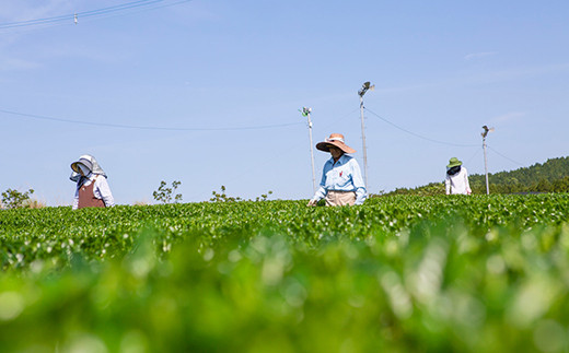 うきは和一園 お茶詰合せ3袋 (特上煎茶・高級上煎茶・上煎茶) 各85g入り