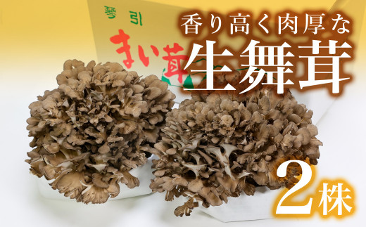 完全無農薬栽培の飯南町特産の香り高い生舞茸を贅沢に２株！