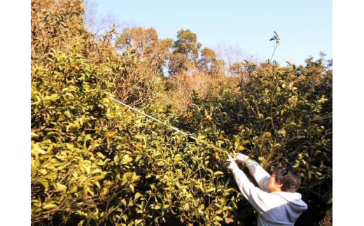 和歌山由良町産 はっさく 約5kg 秀品 サイズおまかせ (Ｌまたは２Ｌいずれかお届け) 【SL3】