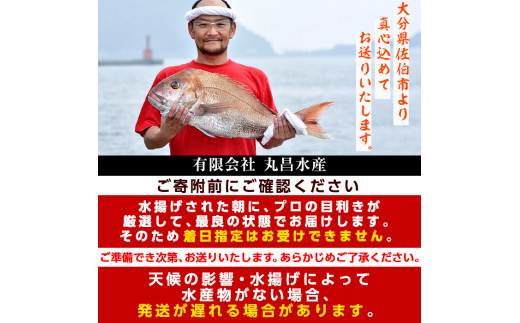  天然 サザエ (約2kg) 直送 産直 漁師 貝 魚介 さざえ 栄螺 獲れたて 刺身 塩焼き バター焼き バーベキュー 酒蒸し 冷蔵 豊後水道 鮮魚 大分県 佐伯市【CS27】【 (有)丸昌水産】