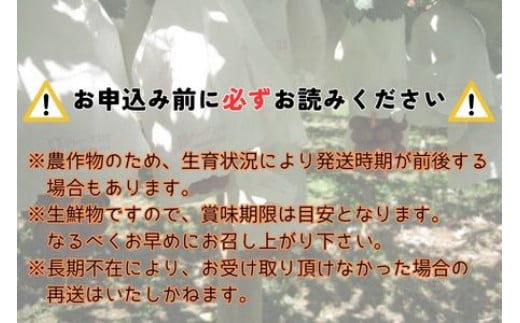 【南信州高森産】希少ぶどう 富士の輝 1房