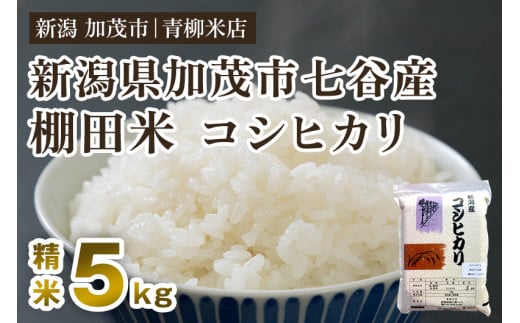 【令和6年産新米】新潟産コシヒカリ 加茂市七谷産 棚田米 精米5kg 白米 真空パック 青柳米店