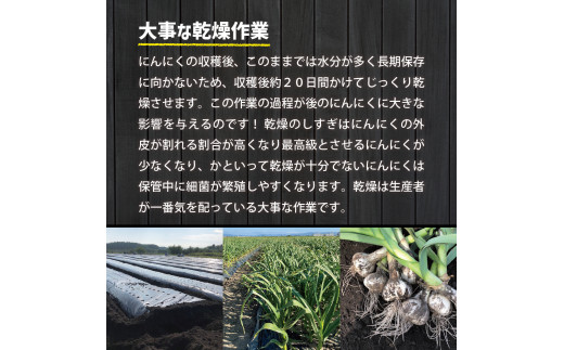 青森県産にんにく（上級品）600g Lサイズ ホワイト六片 にんにく 青森 五所川原 大蒜 ニンニク