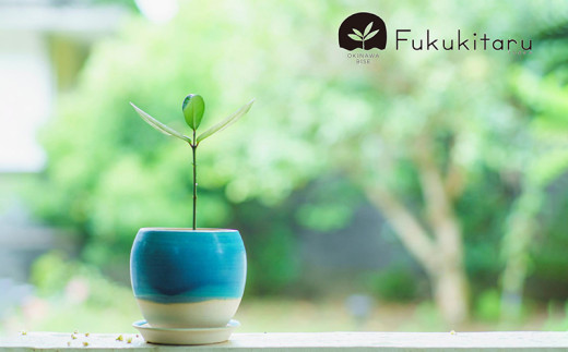 Fukukitaru-フクキタル-　観葉植物　フクギ インテリア おしゃれ 陶芸 やちむん 沖縄 プレゼント ギフト お土産 贈答 人気 おすすめ ふくぎ 貴重 陶器 フクギ並木 ガーデン 鉢 陶器鉢 苗木 特別