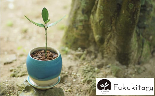 Fukukitaru-フクキタル-　観葉植物　フクギ インテリア おしゃれ 陶芸 やちむん 沖縄 プレゼント ギフト お土産 贈答 人気 おすすめ ふくぎ 貴重 陶器 フクギ並木 ガーデン 鉢 陶器鉢 苗木 特別