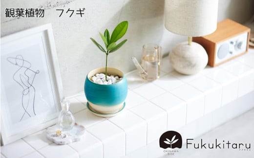 Fukukitaru-フクキタル-　観葉植物　フクギ インテリア おしゃれ 陶芸 やちむん 沖縄 プレゼント ギフト お土産 贈答 人気 おすすめ ふくぎ 貴重 陶器 フクギ並木 ガーデン 鉢 陶器鉢 苗木 特別