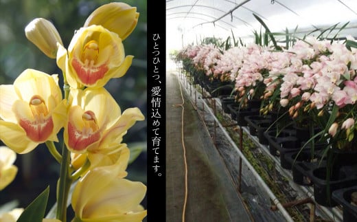 鉢花 シンビジウム 4～5本 （ ストレート ） | 花 植物 鉢植え 冬 シンビジューム 陶器鉢 ピンク 黄色 白 熊本県 玉名市