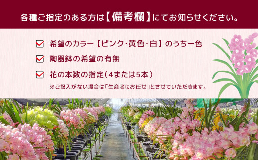 鉢花 シンビジウム 4～5本 （ ストレート ） | 花 植物 鉢植え 冬 シンビジューム 陶器鉢 ピンク 黄色 白 熊本県 玉名市