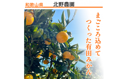 【11月発送】ご家庭用 有田みかん 和歌山 S～Lサイズ 大きさお任せ 3kg / みかん フルーツ 果物 くだもの 有田みかん 蜜柑 柑橘【ktn006A-11】