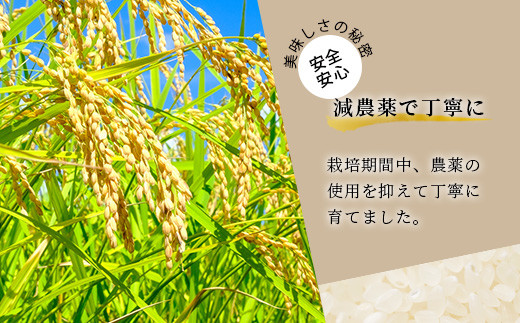 「令和6年産 新米 先行受付」 那賀町相生産 てんこもり 白米 10kg 1袋 「2024年10月上旬より発送」 【徳島 那賀 国産 徳島県産 特A ブランド米 お米 こめ おこめ 米 ご飯 ごはん 白ご飯 白米 10キロ 和食 おにぎり お弁当 白米 精米 おいしい 食べて応援 お取り寄せ 産地直送】YS-39