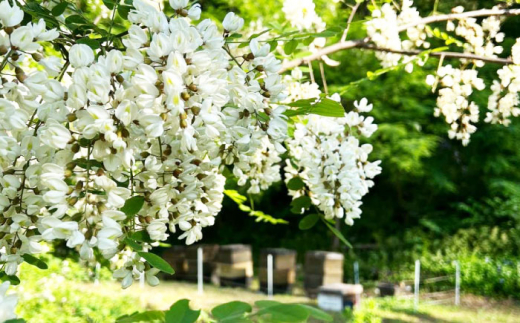 岐阜市産 国産純粋はちみつとはちみつジャムのセット(百花蜂蜜・レモン蜂蜜ジャム・りんご蜂蜜ジャム) 蜂蜜 ジャム お取り寄せ 岐阜市/東海蜂蜜 [ANDU003]