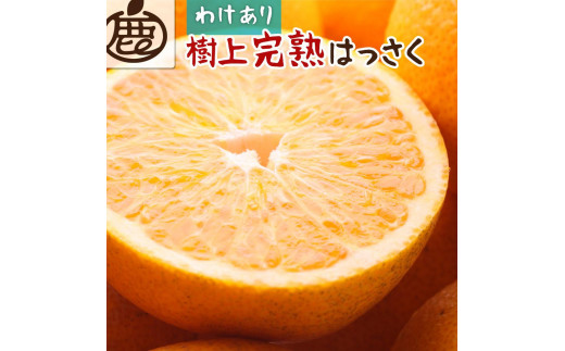 ＜4月より発送＞家庭用 樹上完熟はっさく10kg+300g（傷み補償分）【八朔】【わけあり・訳あり】【さつき・木成】【IKE36】