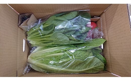 穫れたて！野菜・果物詰め合わせ10品★あんずの里[F0042]