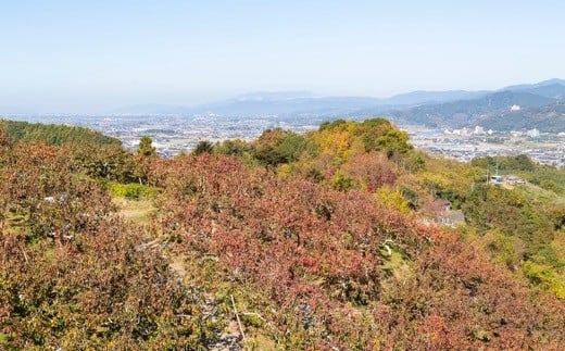 伊藤園 富有柿 3Lサイズ 13玉から15玉 2024年11月25日から12月5日 出荷予定