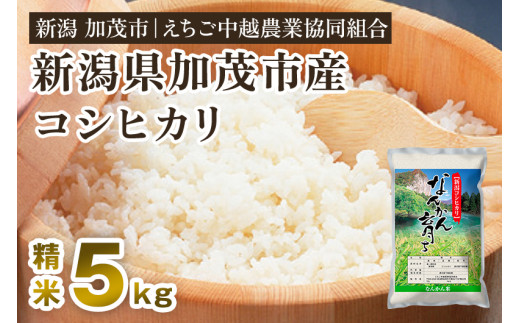 【令和5年産米】新潟産コシヒカリ なんかん育ち「こしひかり米」精米5kg 白米 七谷産 特別栽培米 えちご中越農業協同組合