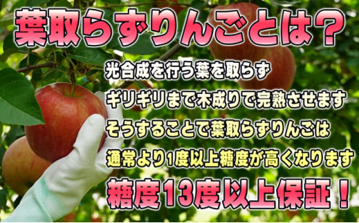 [№5554-0133]2月発送【糖度保証】贈答用 葉取らず サンふじ 約5kg 【特選】【鶴翔りんごGAP部会 青森県産 津軽産 リンゴ 林檎】