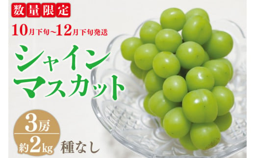 CB005　★令和５年度産★種なしシャインマスカット (３房) 約2kg