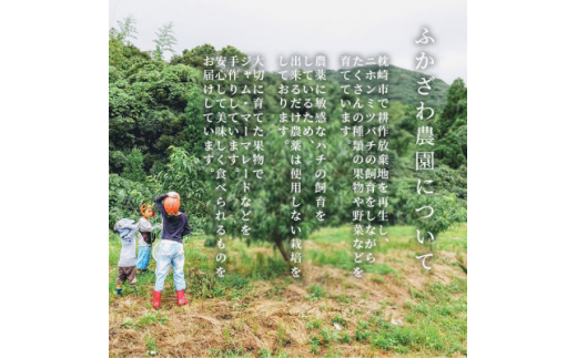 ＜父の日＞ふかざわ農園の梅シロップ 手づくり シロップ ジュース 希釈用 A3-27F【1500170】