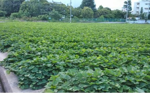 紅はるか伊丹の干し芋　平干し芋180g×3袋 [№5275-0026]