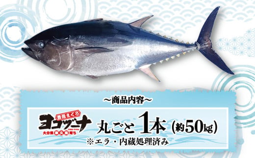 マグロ まるごと1本 約50kg 豊後まぐろヨコヅーナ 大分県津久見市産 マグロ まぐろ 鮪 丸ごと 赤身 大トロ 中トロ トロ 刺身