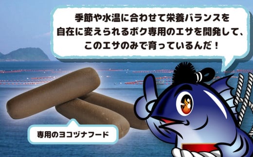 マグロ まるごと1本 約50kg 豊後まぐろヨコヅーナ 大分県津久見市産 マグロ まぐろ 鮪 丸ごと 赤身 大トロ 中トロ トロ 刺身