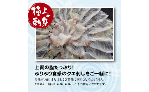 【先行予約】幻のクエ！国産 養殖クエ鍋500g 刺身150g くえ 鍋 セット【fki101】