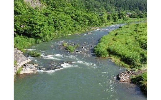 予約受付【令和7年】益田川鮎友釣り年券 1枚 釣り 釣り券 あゆ アユ 下呂市 2025年 釣り券 つり券