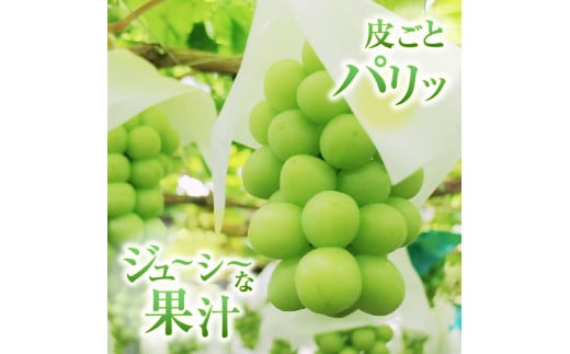 湧き出る果汁が魅力！甲州市産「藤稔」 約1.4kg（2～3房）数量限定【2025年配送】（ASF）B-145 【藤稔 ぶどう 葡萄 ブドウ 令和7年発送 期間限定 山梨県産 甲州市 フルーツ 果物】