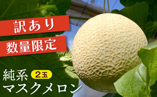 【訳あり】純系マスクメロン２玉【５～６月発送分】