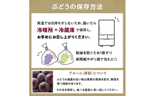 《先行予約》贈答規格 大粒ピオーネ3～4房約2kg【2024年9月中旬頃～発送予定】【山形ぶどう・大江町産・小林葡萄園】 【024-002】