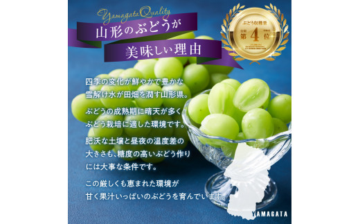 《先行予約》贈答規格 大粒ピオーネ3～4房約2kg【2024年9月中旬頃～発送予定】【山形ぶどう・大江町産・小林葡萄園】 【024-002】