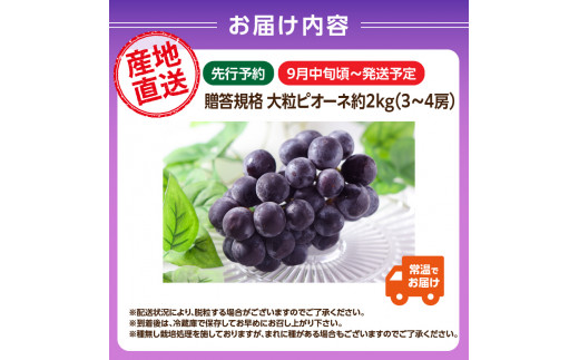 《先行予約》贈答規格 大粒ピオーネ3～4房約2kg【2024年9月中旬頃～発送予定】【山形ぶどう・大江町産・小林葡萄園】 【024-002】