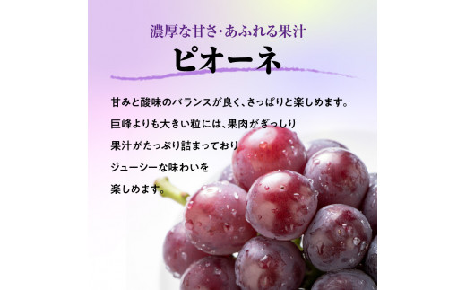 《先行予約》贈答規格 大粒ピオーネ3～4房約2kg【2024年9月中旬頃～発送予定】【山形ぶどう・大江町産・小林葡萄園】 【024-002】