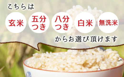 【先行受付】令和6年産 いのちの壱 玄米 約6kg 新米 東白川村産 お米 米 【ご希望により無洗米、白米、8分つき、5分つき、精米いたします！】10000円 一万円