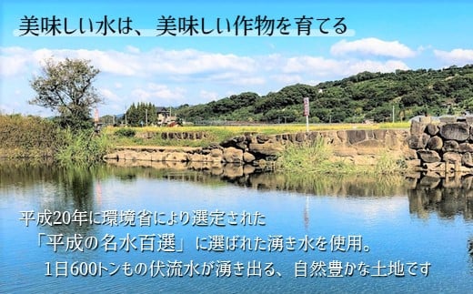 【定期便12回】 かめまる農園 の 「 ひのひかり 」 10kg × 12回 | 米 こめ お米 おこめ 白米 精米 ヒノヒカリ 熊本県 玉名市 定期 定期便