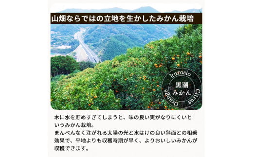 ▼温州みかん 3kg 贈答用 頑固オヤジのこだわりみかん ※11月中旬～翌年1月上旬頃より順次発送予定 【krf004-p-3】