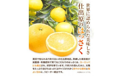 ＜ 先行予約 ＞ 八朔 はっさく 約5kg 12個 《2025年2月上旬‐2025年3月上旬頃出荷》仕出原八朔生産組合 果物 くだもの フルーツ 特選 ゼリー ジュース ピール 徳島県 美馬市