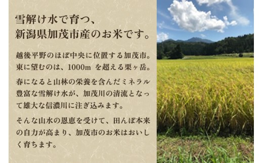 【令和7年産新米】加茂市産コシヒカリ 精米 20kg（5kg×4袋）《順次出荷》 こしひかり 新潟米 お米 白米 ライス ご飯 加茂市 捧運次商店