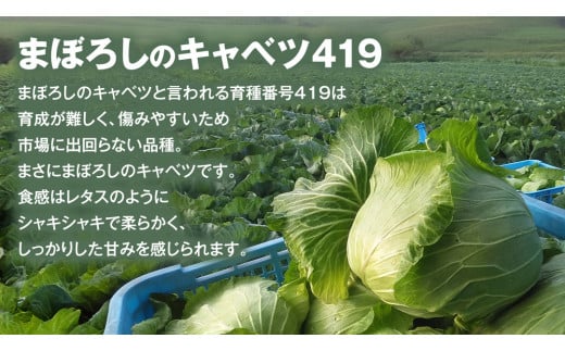 まぼろしのキャベツ419使用 ザ・羽生田餃子 15個 × 2パック 合計30個 ぎょうざ 豚肉 ギョウザ 小分け キャベツ 419 特産品 人気 冷凍 中華 中華惣菜 惣菜 大容量 [AL001tu]