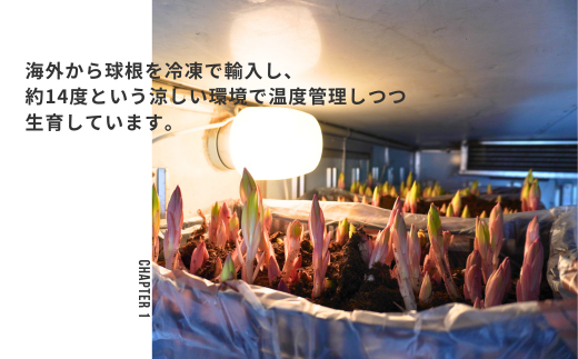 ユリ（4～5本） 白・ピンク系 ゆり 百合 花 つぼみのまま 生花 八街 千葉