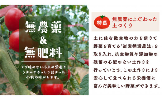 今夏お届け！ 農薬 ・ 肥料 不使用 ミニトマト の 詰め合わせ 3kg オーガニック ミニ トマト 有機栽培 健康 自然 肥料不使用 炭素循環農法 